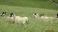 -SOLD - NORTH COUNTRY MULE THEAVES -SOLD - NORTH COUNTRY MULE THEAVES