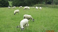 -SOLD - NORTH COUNTRY MULE THEAVES -SOLD - NORTH COUNTRY MULE THEAVES