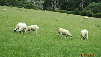 -SOLD - NORTH COUNTRY MULE THEAVES -SOLD - NORTH COUNTRY MULE THEAVES