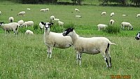 -SOLD - NORTH COUNTRY MULE THEAVES -SOLD - NORTH COUNTRY MULE THEAVES