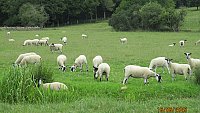 -SOLD - NORTH COUNTRY MULE THEAVES -SOLD - NORTH COUNTRY MULE THEAVES
