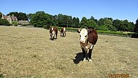 SOLD - PEDIGREE HEREFORD IN-CALF HEIFERS SOLD - PEDIGREE HEREFORD IN-CALF HEIFERS