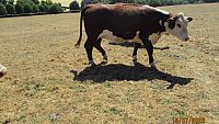SOLD - PEDIGREE HEREFORD IN-CALF HEIFERS SOLD - PEDIGREE HEREFORD IN-CALF HEIFERS