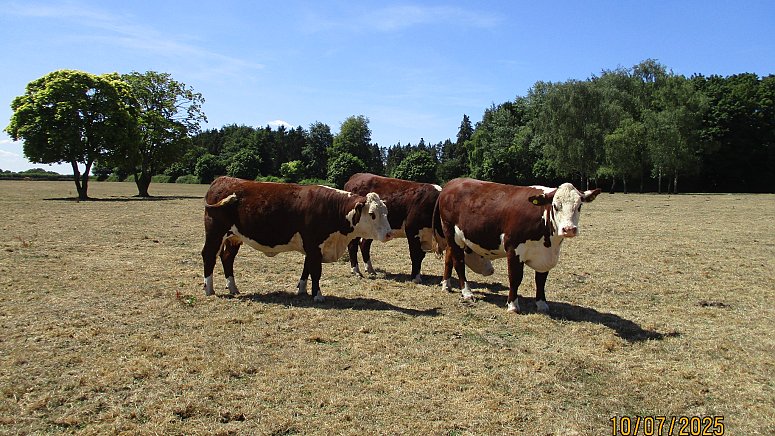SOLD - PEDIGREE HEREFORD IN-CALF HEIFERS SOLD - PEDIGREE HEREFORD IN-CALF HEIFERS