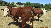 SOLD - PEDIGREE HEREFORD IN-CALF HEIFERS SOLD - PEDIGREE HEREFORD IN-CALF HEIFERS