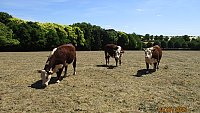 SOLD - PEDIGREE HEREFORD IN-CALF HEIFERS SOLD - PEDIGREE HEREFORD IN-CALF HEIFERS
