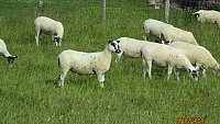 >SLOD- NORTH COUNTRY MULE THEAVES >SLOD- NORTH COUNTRY MULE THEAVES