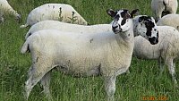 >SLOD- NORTH COUNTRY MULE THEAVES >SLOD- NORTH COUNTRY MULE THEAVES