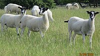 >SLOD- NORTH COUNTRY MULE THEAVES >SLOD- NORTH COUNTRY MULE THEAVES