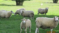 SOLD Toby Baxter Romney and Easy Care Flock Dispersal SOLD Toby Baxter Romney and Easy Care Flock Dispersal