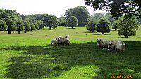 SOLD Toby Baxter Romney and Easy Care Flock Dispersal SOLD Toby Baxter Romney and Easy Care Flock Dispersal