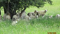 SOLD Toby Baxter Romney and Easy Care Flock Dispersal SOLD Toby Baxter Romney and Easy Care Flock Dispersal