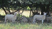 >SOLD Suffolk Cross and Texel Cross Mules >SOLD Suffolk Cross and Texel Cross Mules