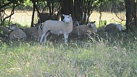 >SOLD Suffolk Cross and Texel Cross Mules >SOLD Suffolk Cross and Texel Cross Mules