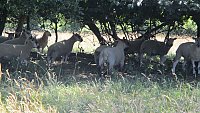 >SOLD Suffolk Cross and Texel Cross Mules >SOLD Suffolk Cross and Texel Cross Mules