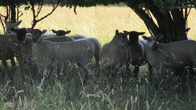 >SOLD Suffolk Cross and Texel Cross Mules >SOLD Suffolk Cross and Texel Cross Mules