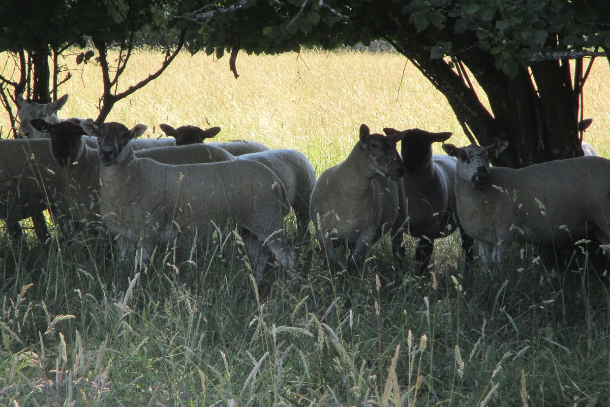 >SOLD   Suffolk Cross and Texel Cross Mules