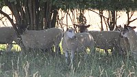 >SOLD Suffolk Cross and Texel Cross Mules >SOLD Suffolk Cross and Texel Cross Mules