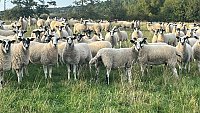 FOR SALE EASY CARE AND NORTH COUNTRY MULE THEAVES FOR SALE EASY CARE AND NORTH COUNTRY MULE THEAVES