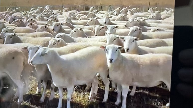 FOR SALE EASY CARE AND NORTH COUNTRY MULE THEAVES FOR SALE EASY CARE AND NORTH COUNTRY MULE THEAVES