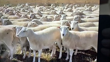 FOR SALE  EASY CARE AND NORTH COUNTRY MULE THEAVES